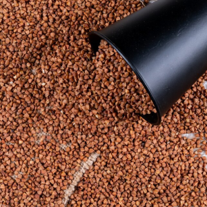 Bhopal in Madhya Pradesh