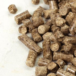 Raipur in Chhattisgarh