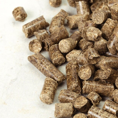 Raipur in Chhattisgarh